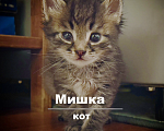 Кошки в Москве: Кот Мишка 1 месяц в добрые руки даром Мальчик, Бесплатно - фото 1