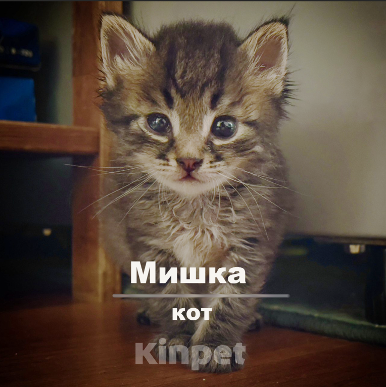 Кошки в Москве: Кот Мишка 1 месяц в добрые руки даром Мальчик, Бесплатно - фото 1