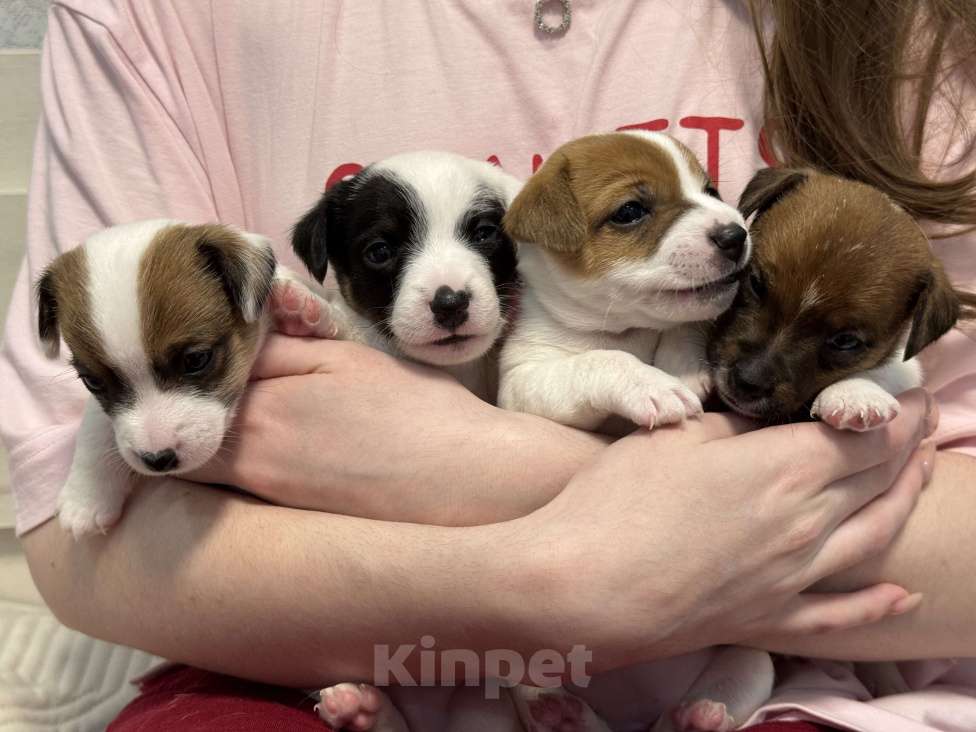 Собаки в Краснодаре: Щенки джек-рассел-терьера Разнополые, 15 000 руб. - фото 5