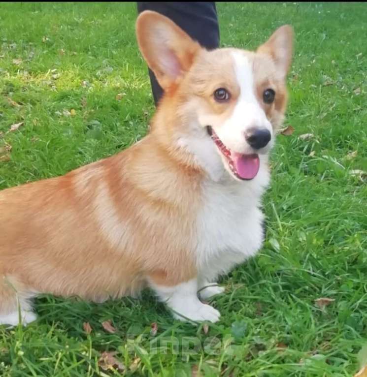 Собаки в Москве: вельш корги пемброк мальчик Мальчик, 35 000 руб. - фото 4