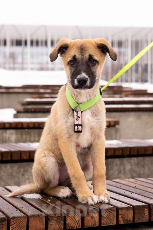 Собаки в Москве: Маленькое счастье - щенок Тишка ищет дом! Девочка, Бесплатно - фото 6