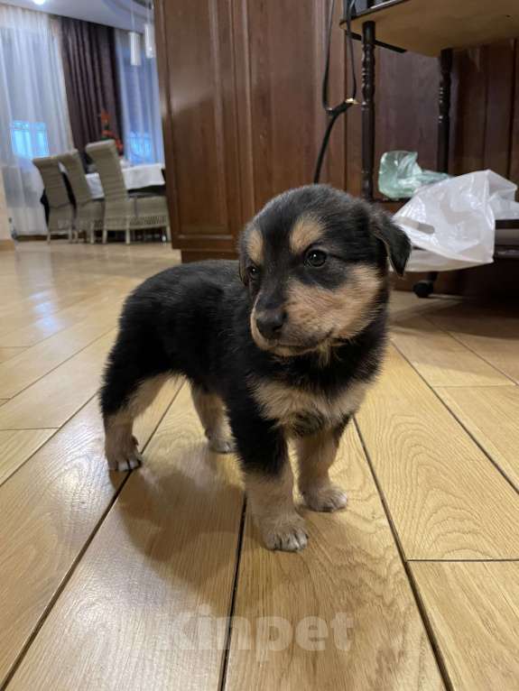 Собаки в Апрелевке: Босерон метис щенки Девочка, 5 000 руб. - фото 2