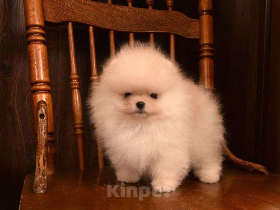 Собаки в Москве: Померанский шпиц (очаровательный мальчик)  Мальчик, 65 000 руб. - фото 4