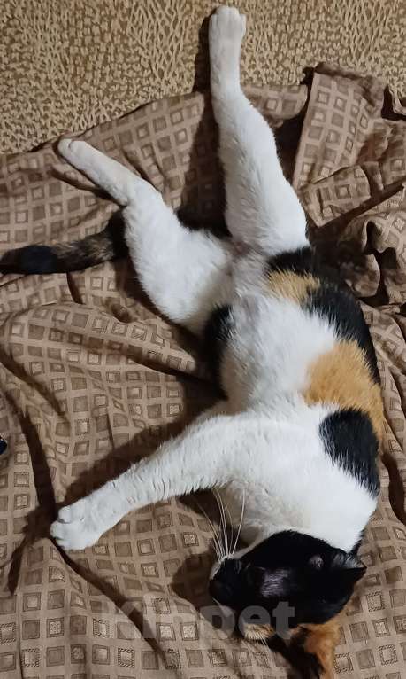 Кошки в Москве: Кошечка-подросток ищет дом Девочка, Бесплатно - фото 6