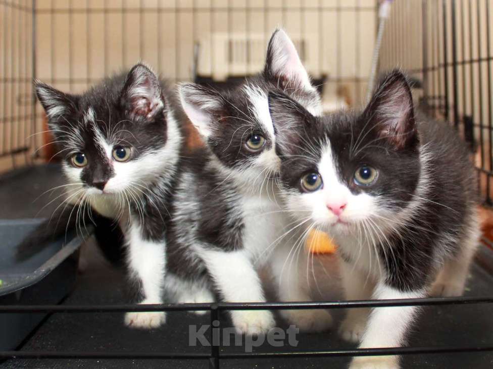 Кошки в Москве: Крошки котята в добрые руки.  Мальчик, Бесплатно - фото 6