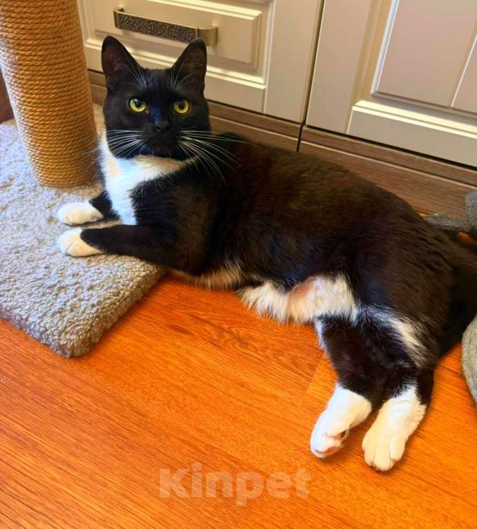 Кошки в Москве: Мила бархатное манто Девочка, Бесплатно - фото 6