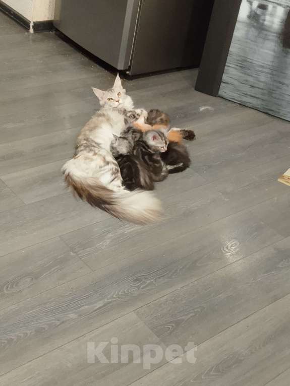 Кошки в Кемерово: Котенок мальчик Мальчик, 15 000 руб. - фото 10