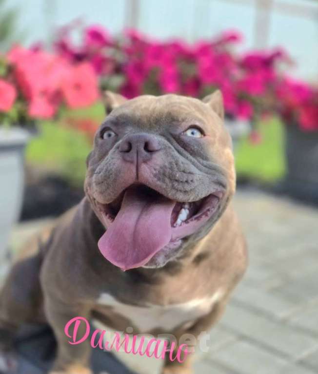 Собаки в Тюмени: Американский булли микро и микро экзот Девочка, 100 000 руб. - фото 2