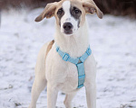 Собаки в Москве: Необычного окраса Стич в поисках дома Мальчик, Бесплатно - фото 2