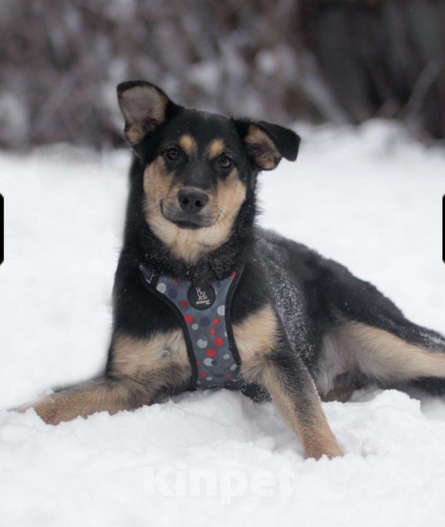 Собаки в Москве: Точка Девочка, Бесплатно - фото 1