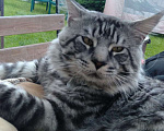 Кошки в Москве: Потерялся кот породы Мейн-Кун Мальчик, 5 000 руб. - фото 3