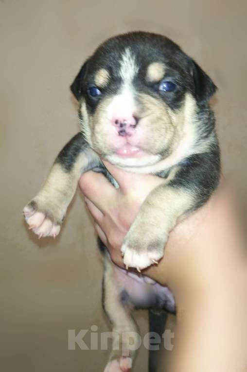 Собаки в Артеме: Булли Мальчик, 180 000 руб. - фото 1