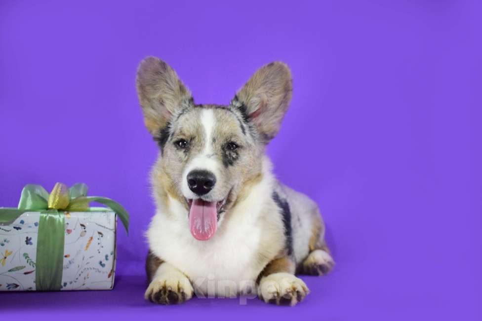 Собаки в Москве: Щенок Вельш Корги Кардиган кобель  Мальчик, 65 000 руб. - фото 1