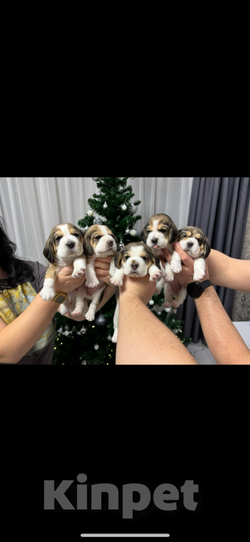 Собаки в Белгороде: Бигль 04.01.2025 г.р. Мальчик  Мальчик, 30 000 руб. - фото 3