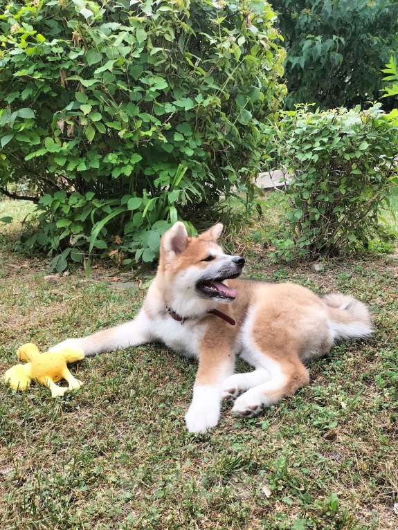 Собаки в Владивостоке: Щенок девочка.Все прививки сделаны по возрасту, клеймо метрика. Девочка, Бесплатно - фото 2