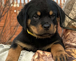 Собаки в других городах Свердловской области: Ротвейлер, щенок Мальчик, 80 000 руб. - фото 2