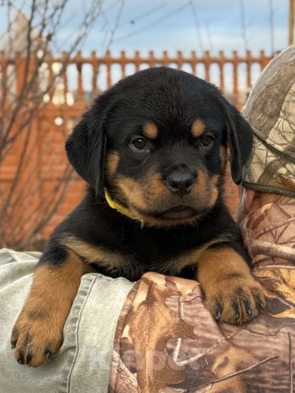 Собаки в других городах Свердловской области: Ротвейлер, щенок Мальчик, 80 000 руб. - фото 2