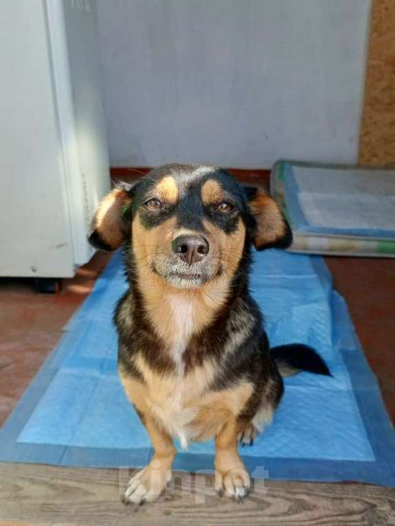 Собаки в Краснодаре: в добрые руки Девочка, 1 руб. - фото 2