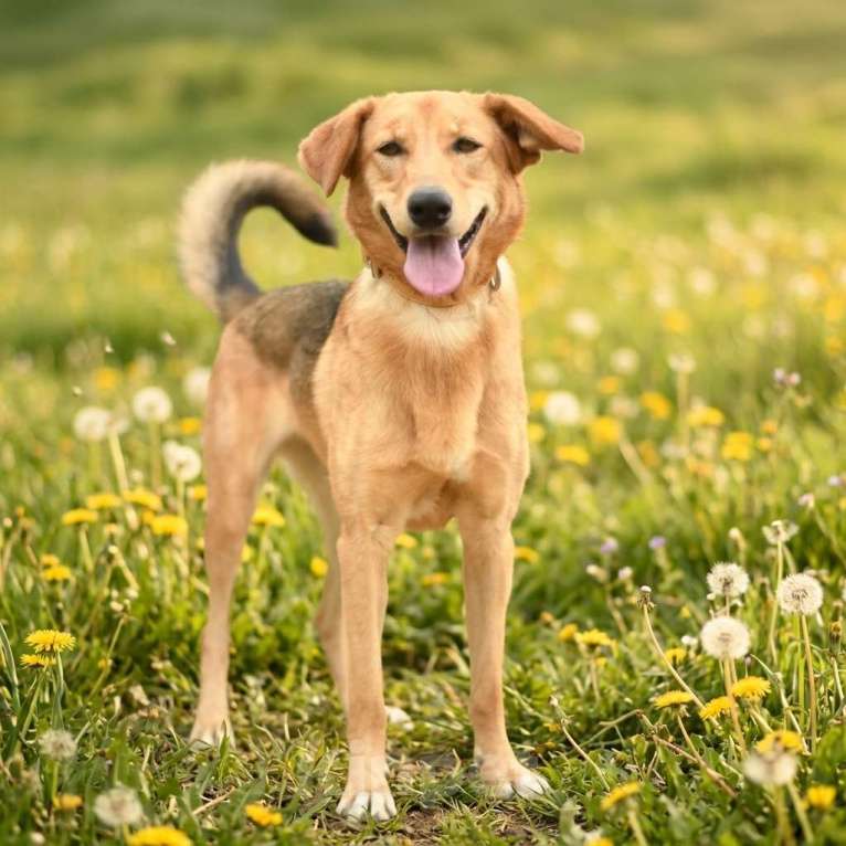 Собаки в Москве: собака из приюта Афина в добрые руки Девочка, Бесплатно - фото 2