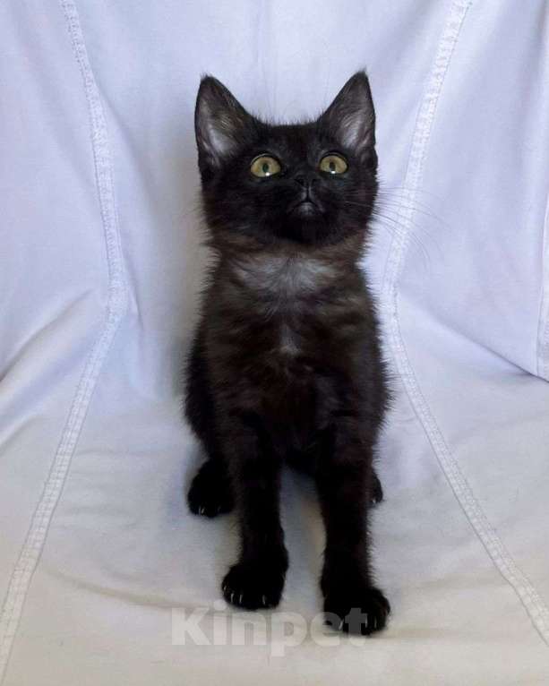 Кошки в Москве: Черный котенок в добрые руки! Мальчик, Бесплатно - фото 3