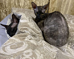 Кошки в Санкт-Петербурге: Пропала молодая кошка Корниш-Рекс  Девочка, Бесплатно - фото 2