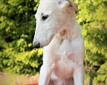 Собаки в Выборге: Наш харизматичный борзёныш Мальчик, 35 000 руб. - фото 2