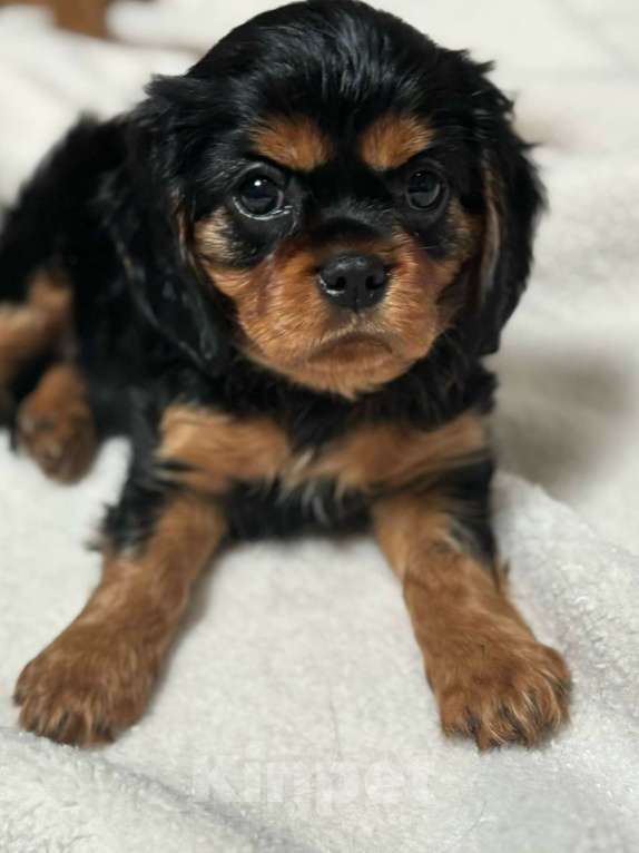 Собаки в Рязани: Продаются очаровательные малыши Кавалер Кинг Чарльз Спаниель Девочка, Бесплатно - фото 6