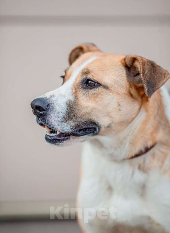 Собаки в Москве: Гаечка, собака для семьи с детьми Девочка, Бесплатно - фото 4