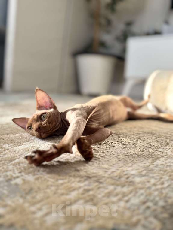 Кошки в Москве: Шоколадный мальчик Qwartz Queen  Мальчик, 50 000 руб. - фото 6