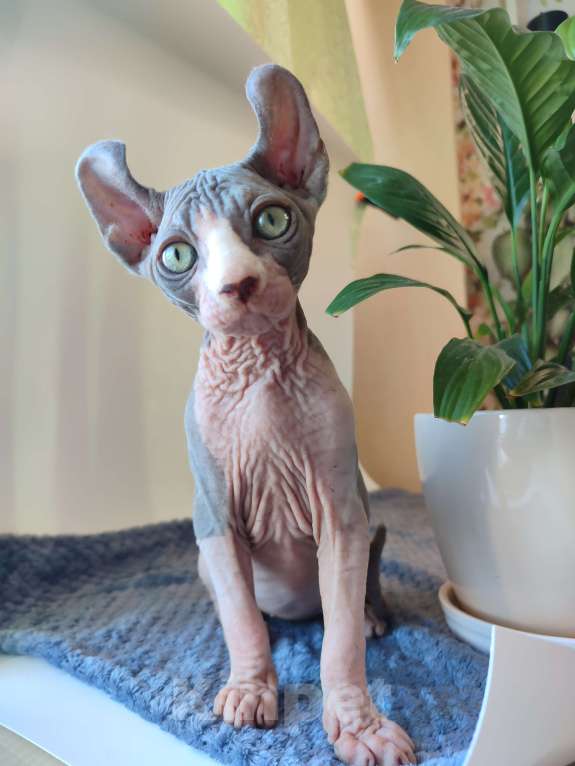 Кошки в других городах Краснодарского края: Эльф, Канадский сфинкс  Мальчик, 35 000 руб. - фото 3