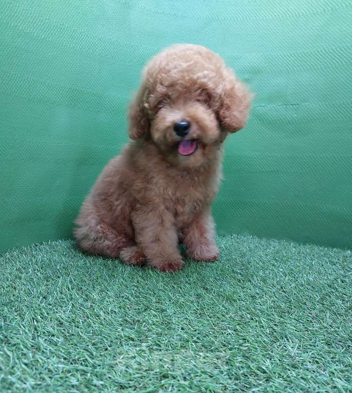 Собаки в других городах Московской области: Шикарный рыжий мальчик Тобби. Мальчик, 100 000 руб. - фото 5