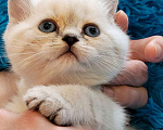 Кошки в Москве: шотландские котята Мальчик, 20 000 руб. - фото 4