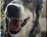 Собаки в Москве: Идеальная собачка, в любую семью Девочка, 100 руб. - фото 1