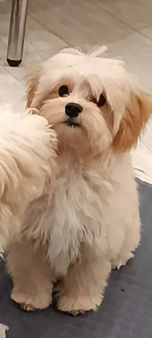 Мальчик мальтипу ф1