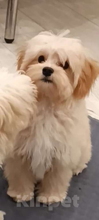 Собаки в Москве: Мальчик мальтипу ф1 Мальчик, 40 000 руб. - фото 1