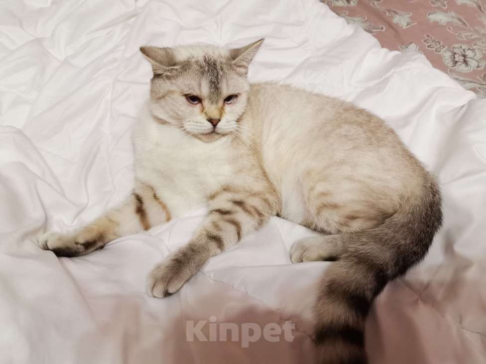 Кошки в Москве: Британка Девочка, 20 000 руб. - фото 2