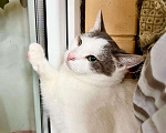 Кошки в Москве: Необычный котик Пломбир в самые добрые руки Мальчик, Бесплатно - фото 2