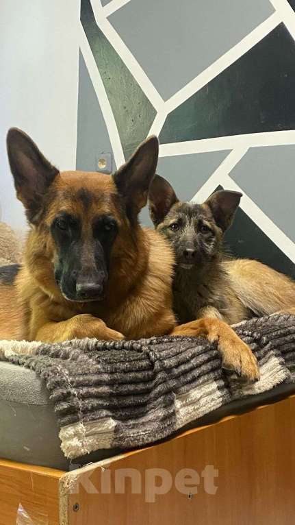 Собаки в Шатуре: Малинка Девочка, Бесплатно - фото 6