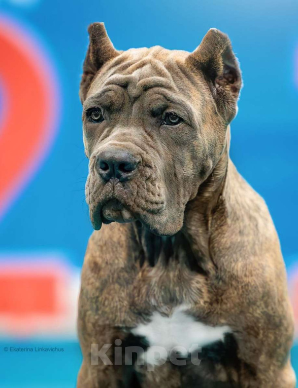 Собаки в Екатеринбурге: Тигровая красотка щенок кане-корсо  Девочка, 60 000 руб. - фото 3