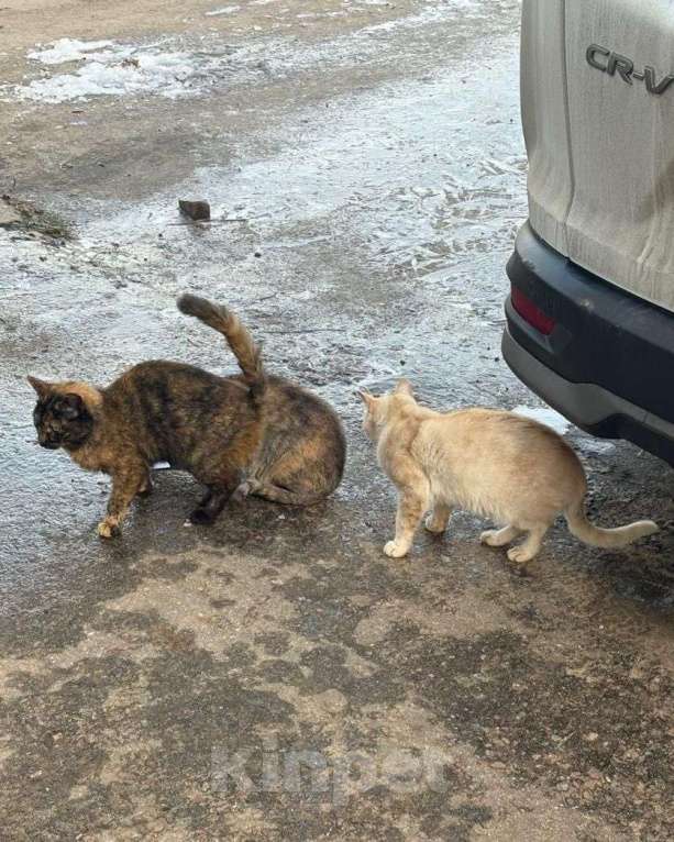 Кошки в Москве: Котята в беде Девочка, Бесплатно - фото 3
