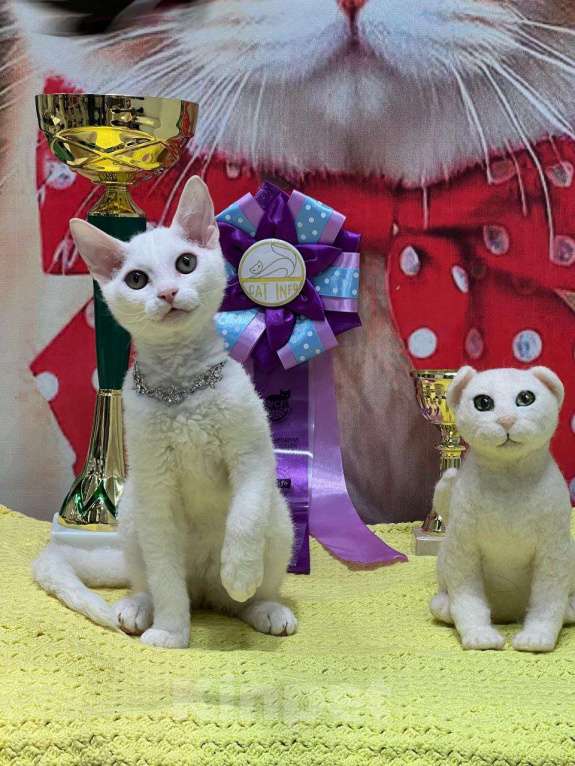 Кошки в Москве: Элитные котята левкой Девочка, Бесплатно - фото 2