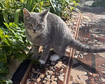 Кошки в Калуге: Котенок Девочка, Бесплатно - фото 2