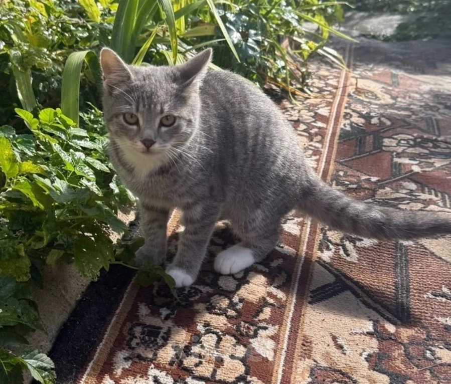 Кошки в Калуге: Котенок Девочка, Бесплатно - фото 2