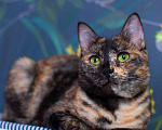 Кошки в Москве: Трехцветная кошка Мисти с золотыми глазами на счастье Девочка, Бесплатно - фото 2