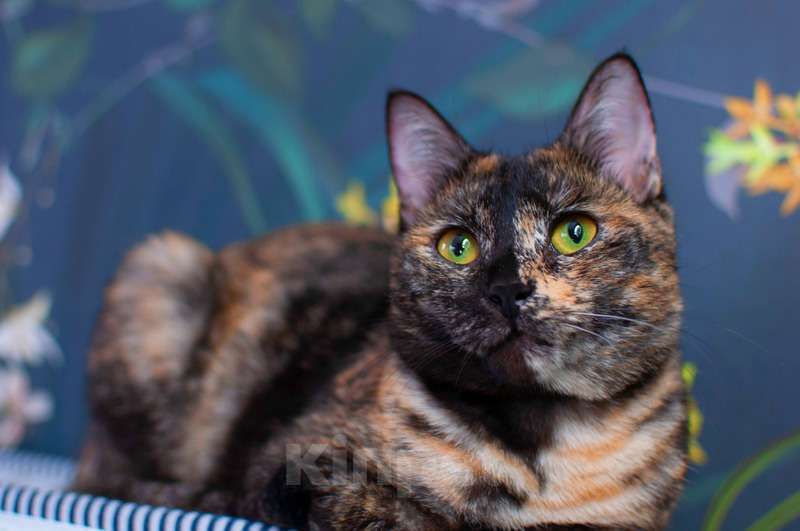 Кошки в Москве: Трехцветная кошка Мисти с золотыми глазами на счастье Девочка, Бесплатно - фото 2