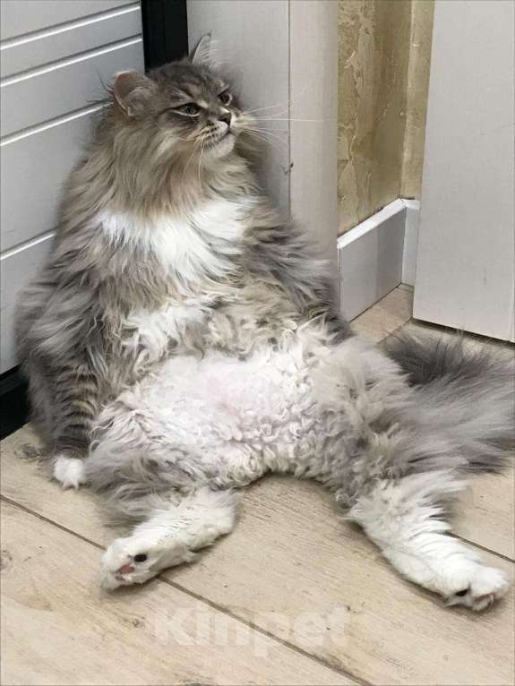 Кошки в Краснодаре: Шикарный котик с зелеными глазками Мальчик, 35 000 руб. - фото 3