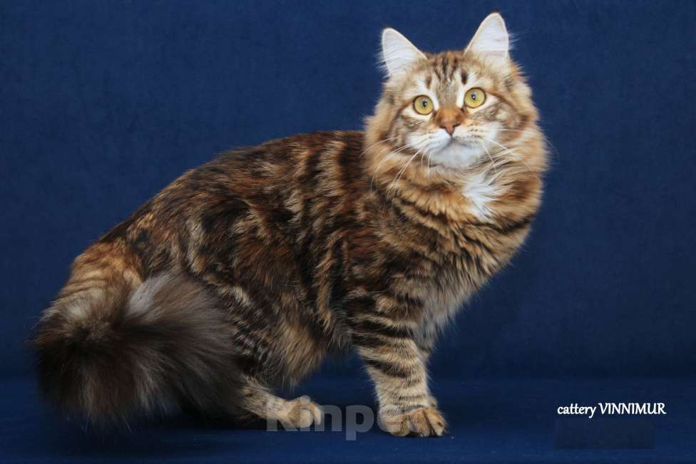 Кошки в Санкт-Петербурге: Молодая сибирская кошка  Девочка, Бесплатно - фото 3