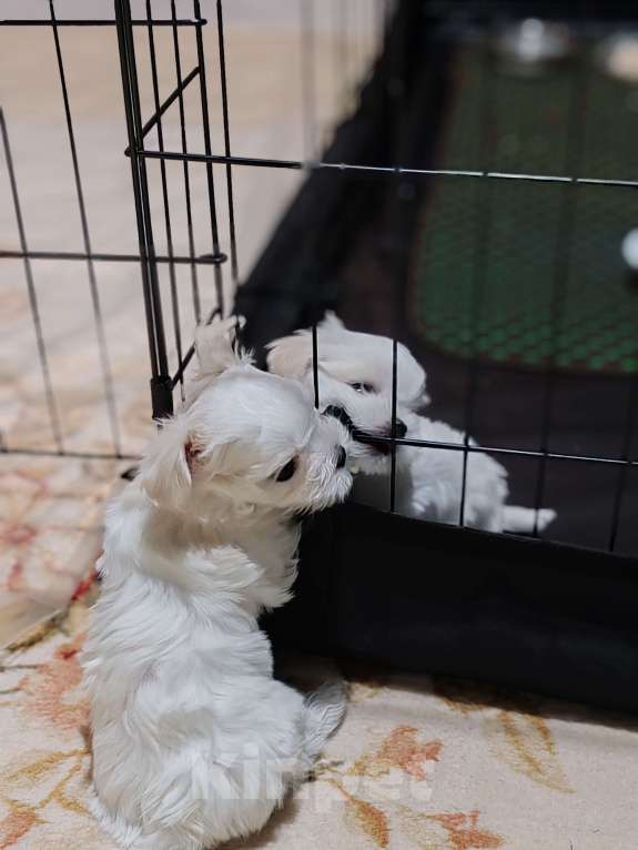 Собаки в Москве: Щенки мини Мальтезе Мальчик, Бесплатно - фото 8