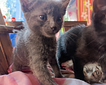 Кошки в других городах Московской области: Котята в добрые руки Разнополые, 1 руб. - фото 5