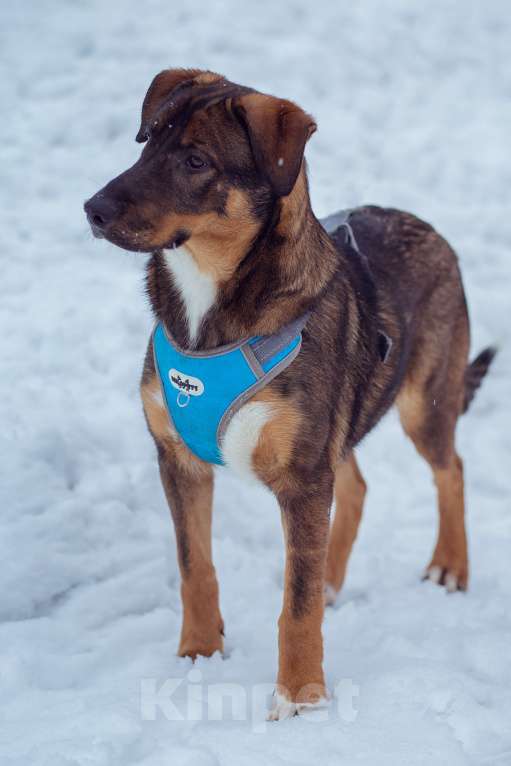 Собаки в Москве: щенок Боб в добрые руки Мальчик, Бесплатно - фото 8